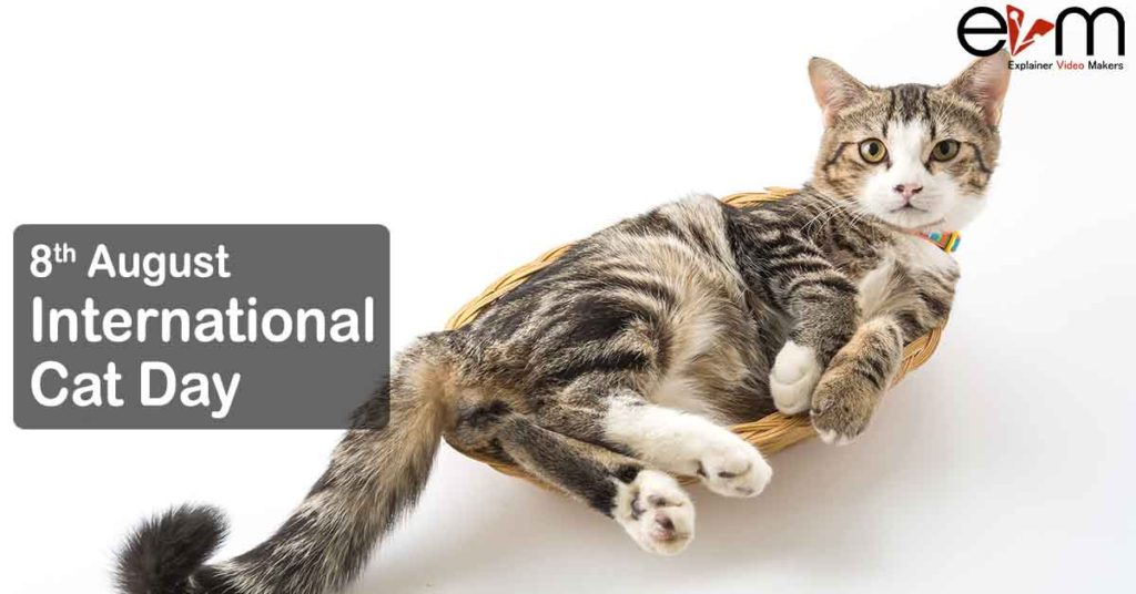 8th August International Cat Day Explainer Video Makers