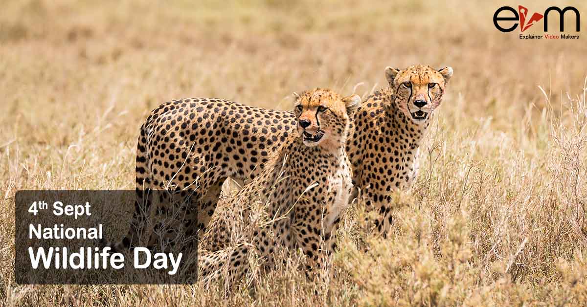 4th-sep-national-wildlife-day-explainer-video-makers