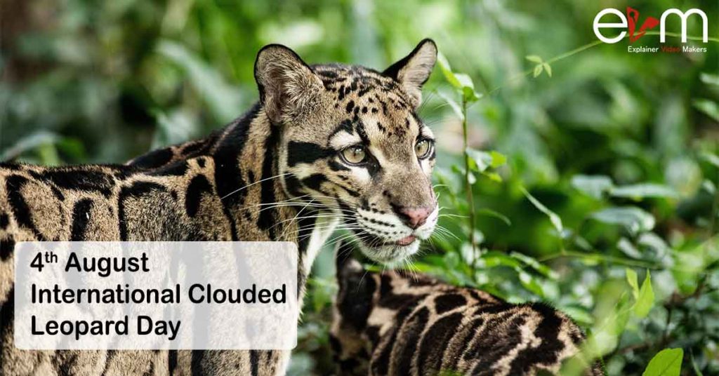 4th August International Clouded Leopard Day Explainer Video Makers