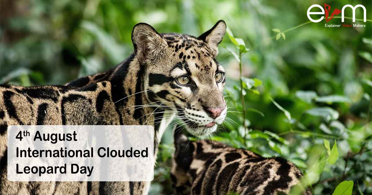 International Clouded Leopard Day explainer video production company in USA