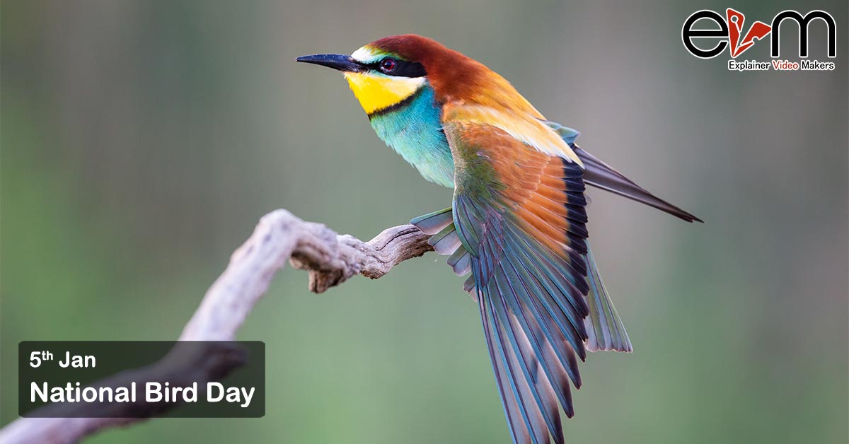 5th January: National Bird Day - Explainer Video Makers